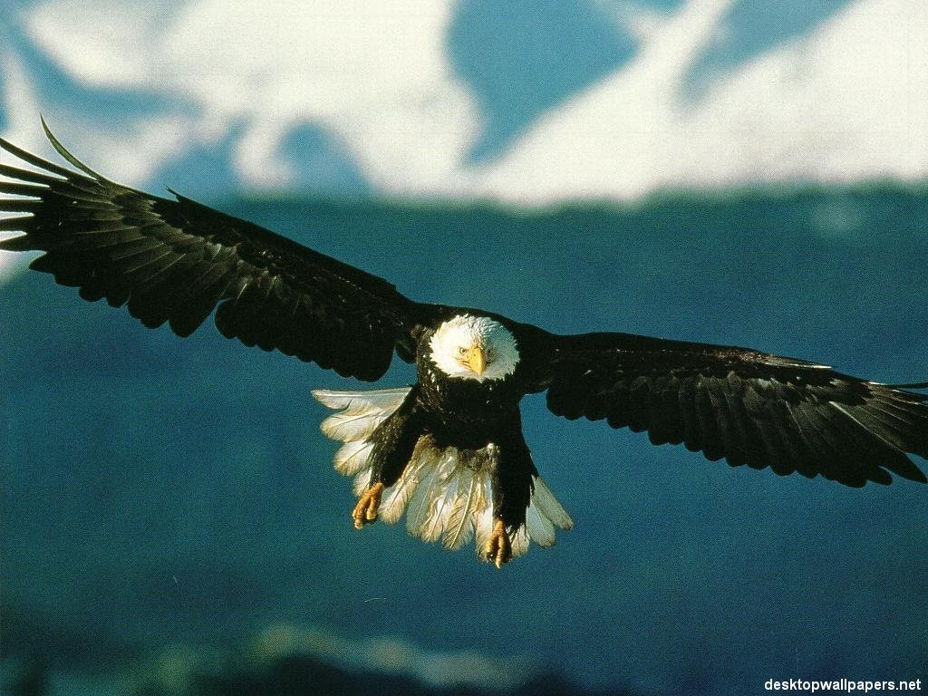 Aigles - 024